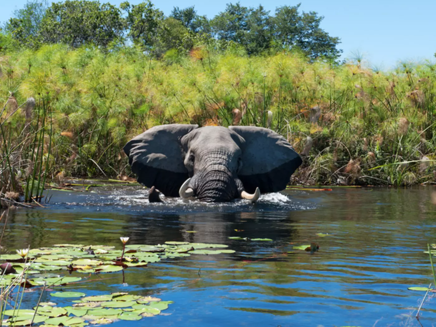 Elephant in Okavango Delta