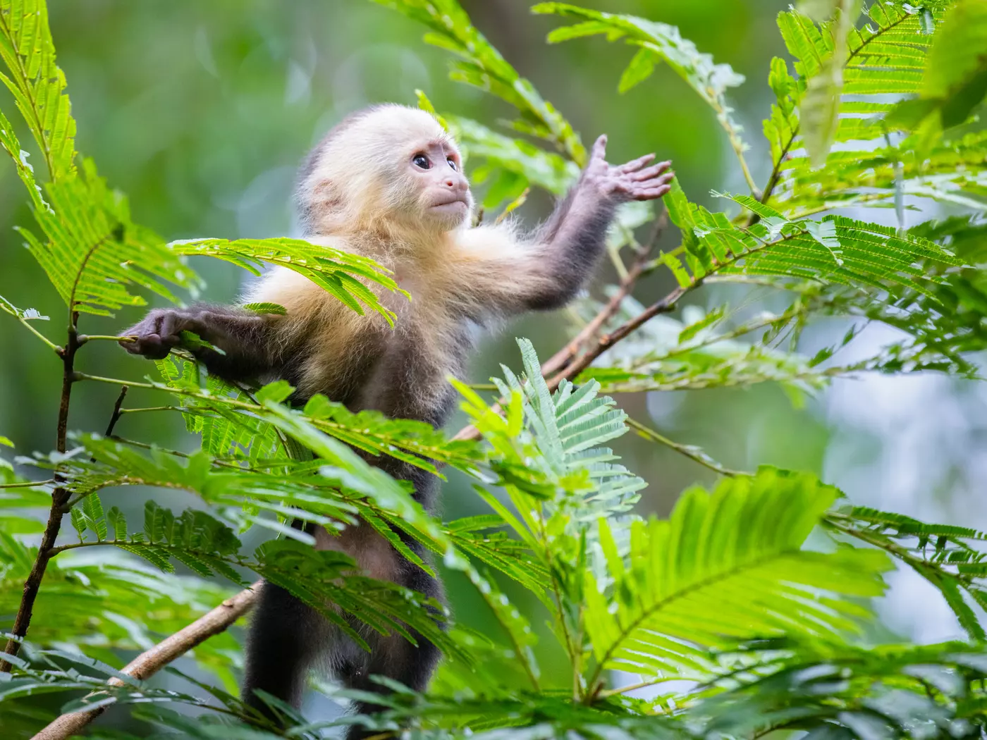White-Faced Capuchin Monkey