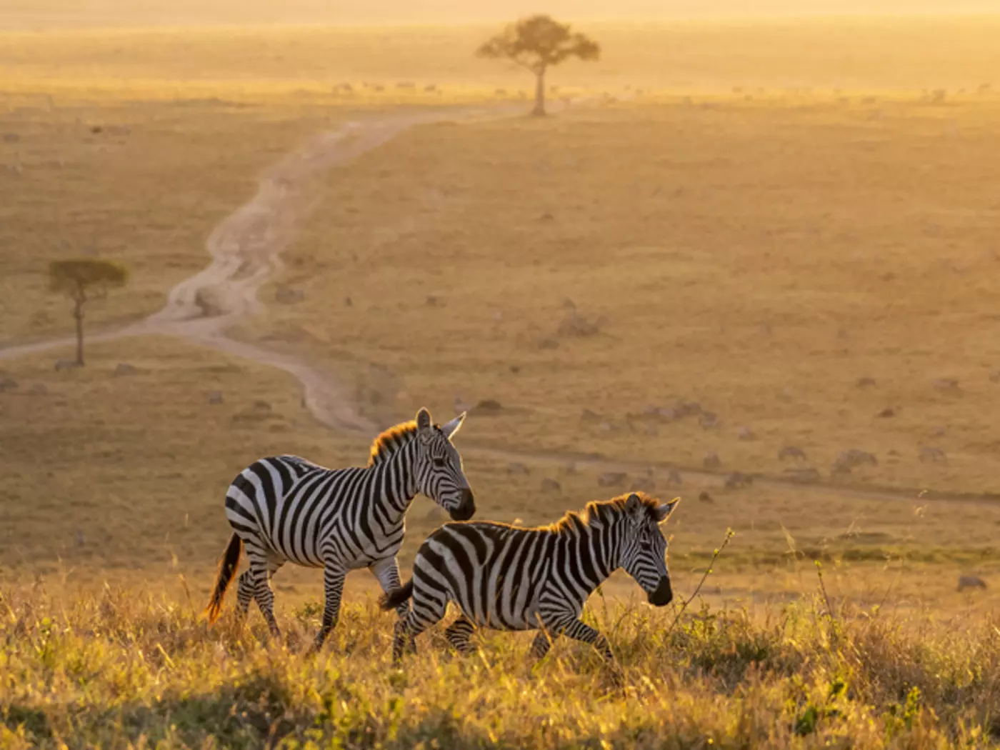 Zebras in Masai Mara