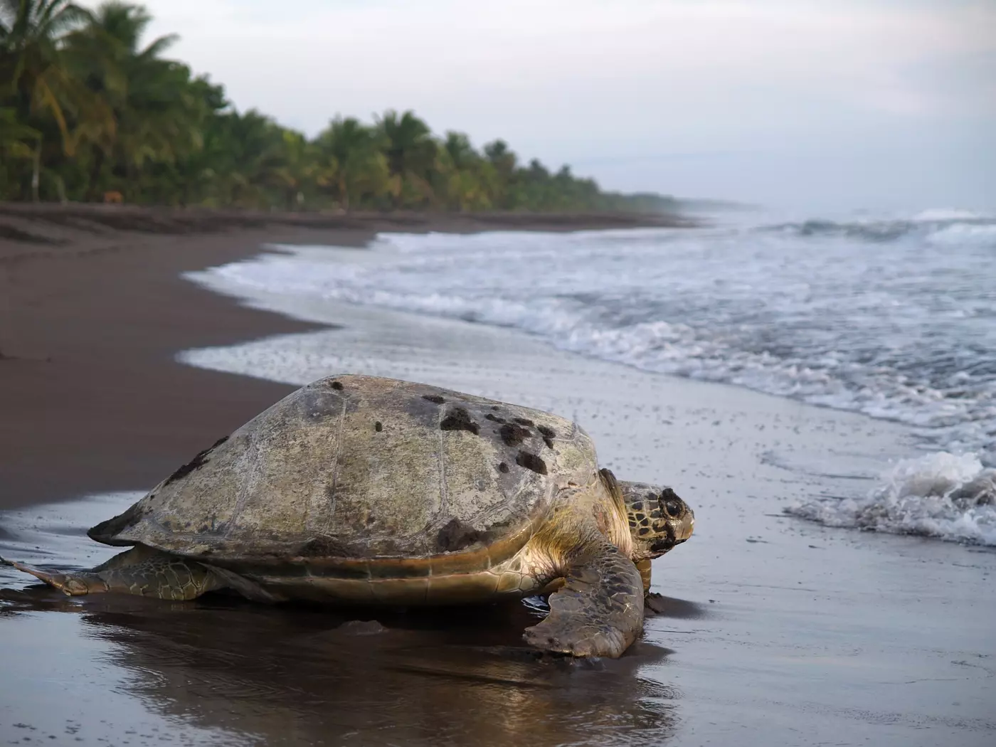 Tortuguero National Park