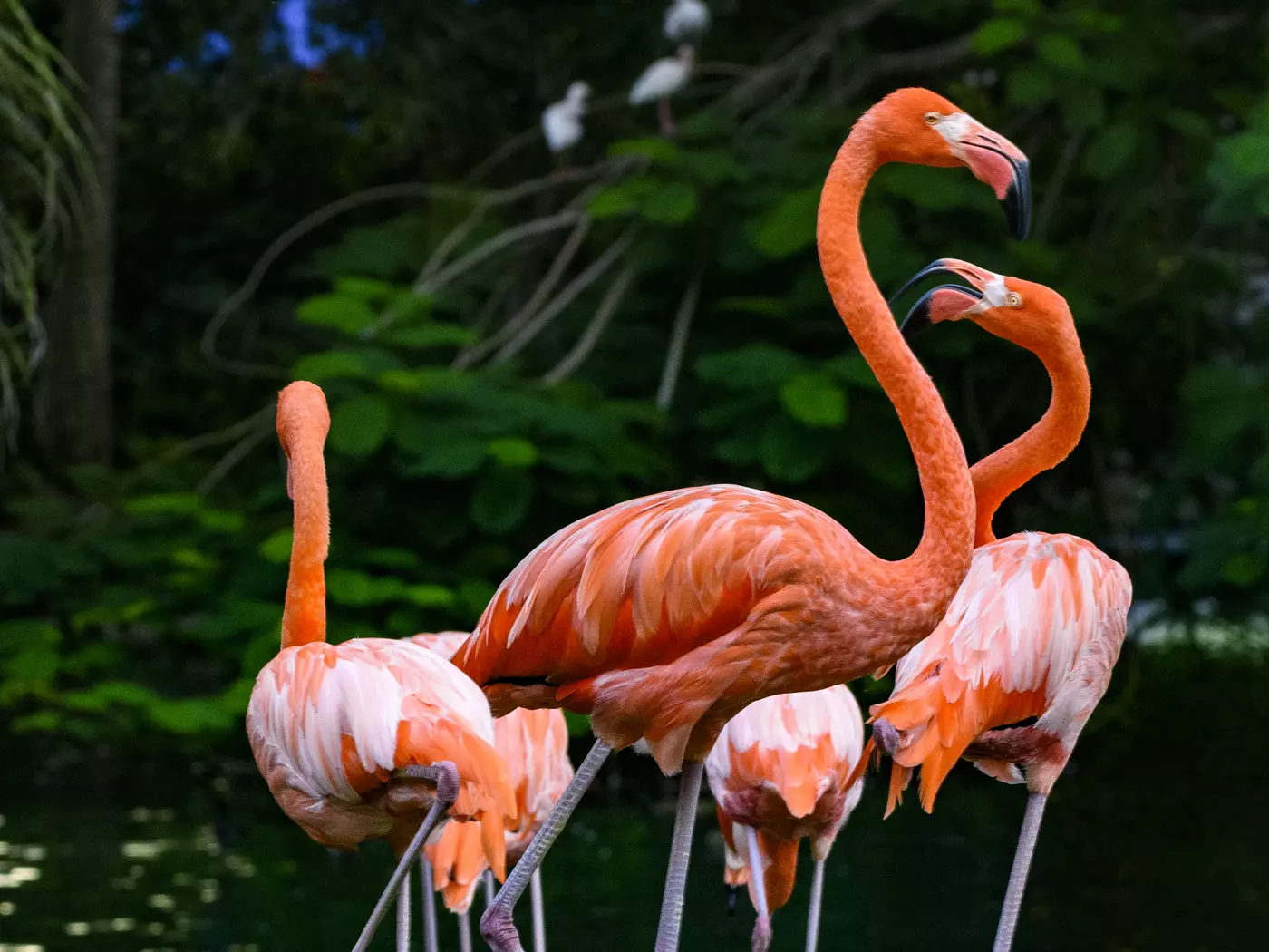Everglades National Park colony of flamingos