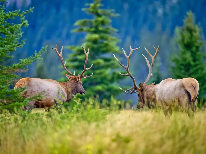 Bull elk sparring off in Jasper National Park