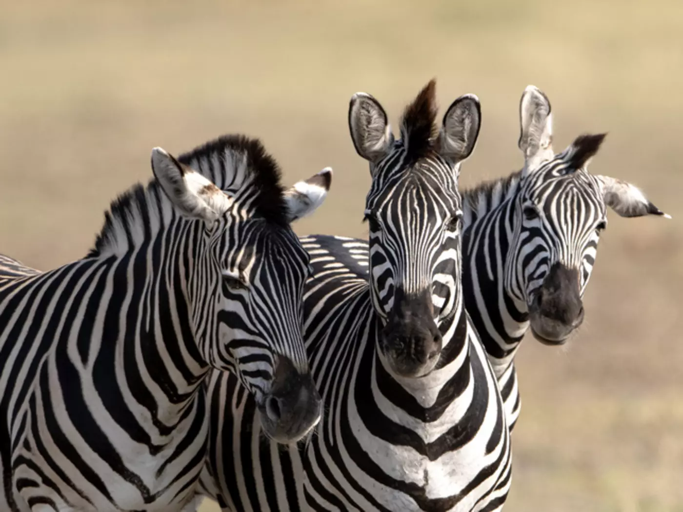 Zebras in Okavango Delta
