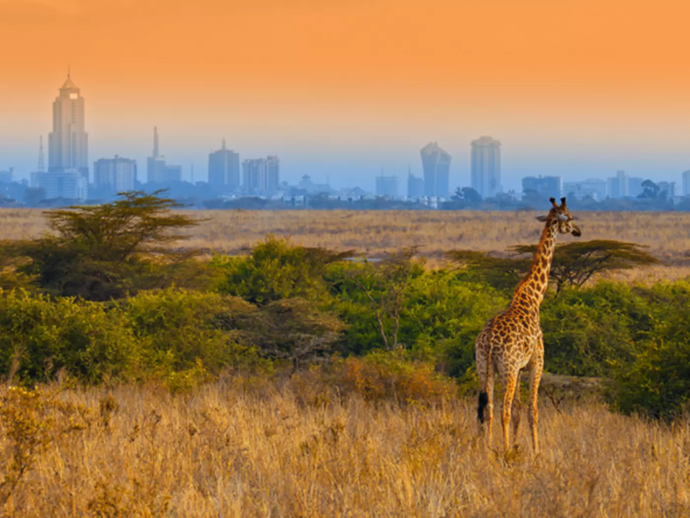 Giraffe outside of Nairobi