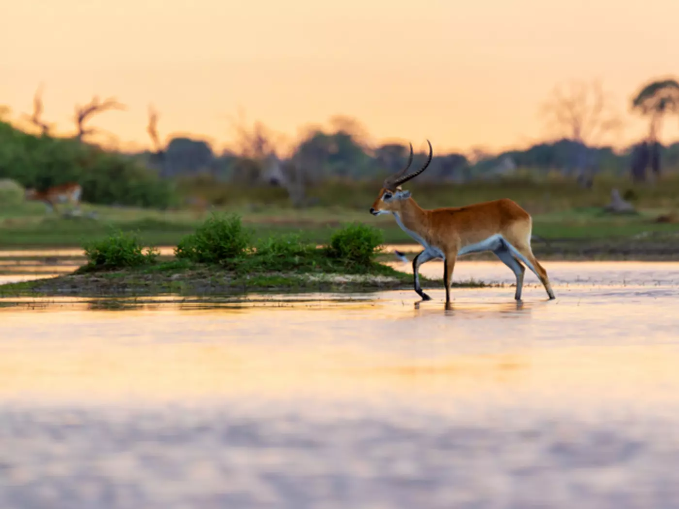 Red lechwe