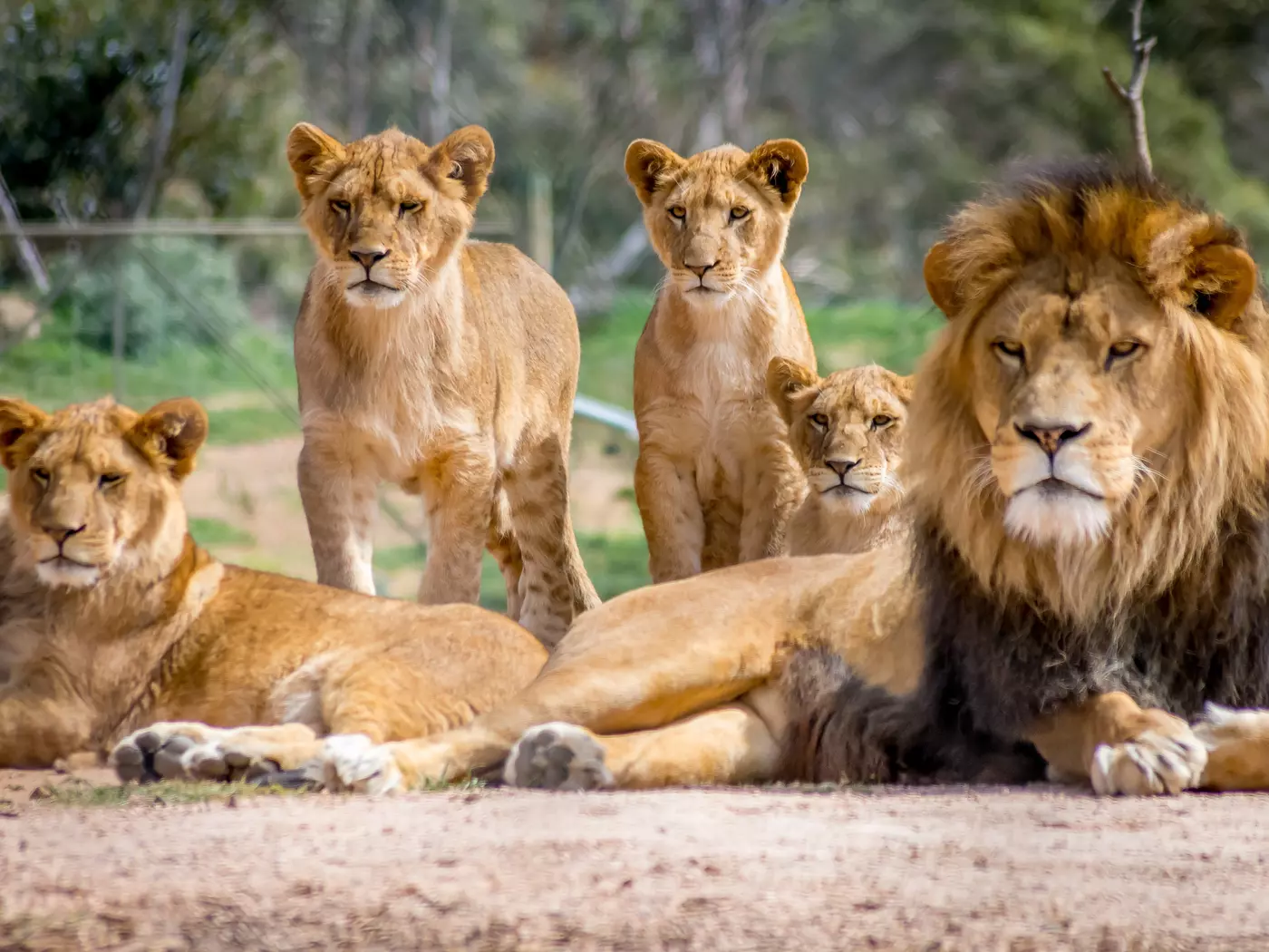Lion family