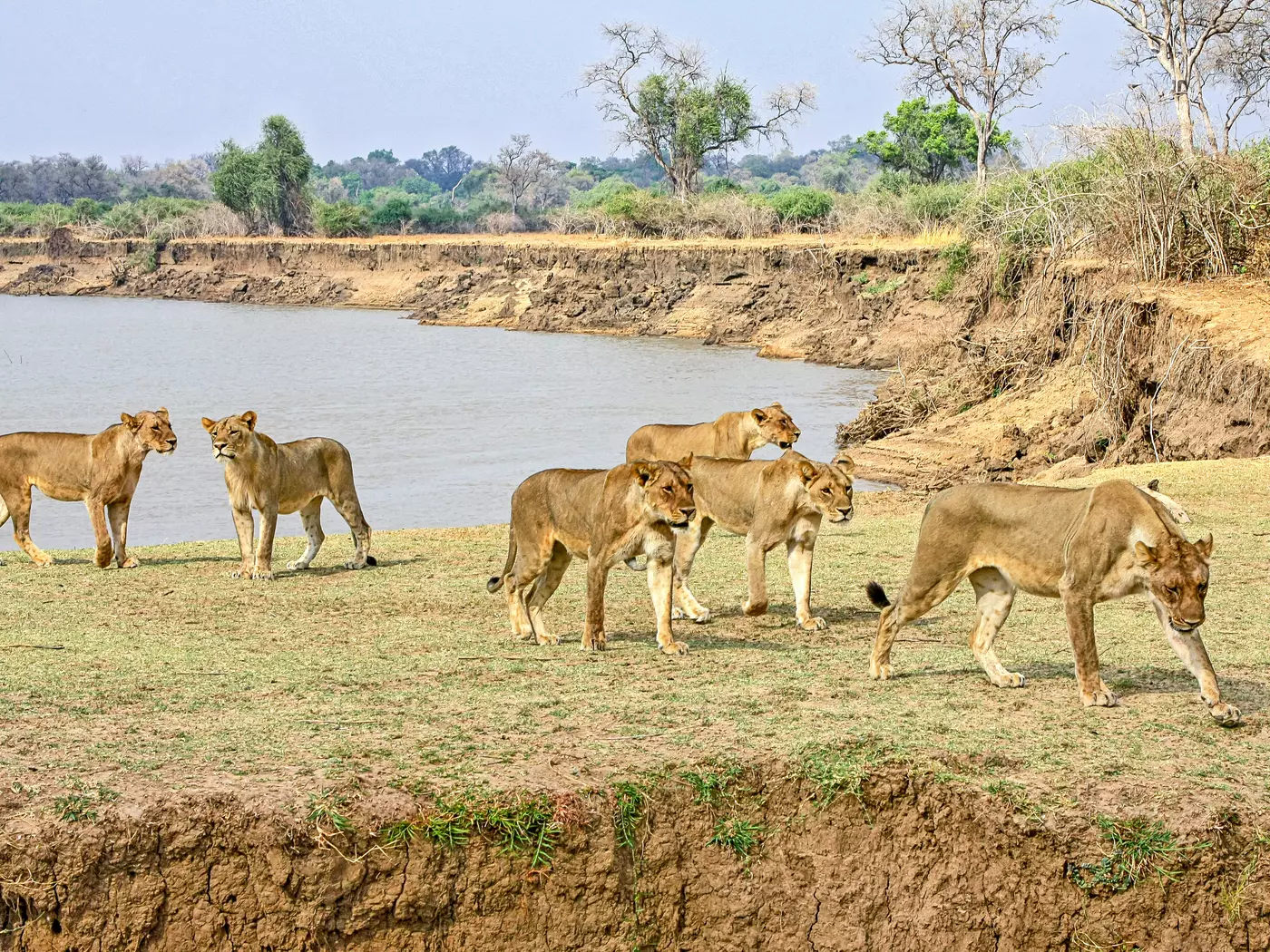 lion pride Luangwa