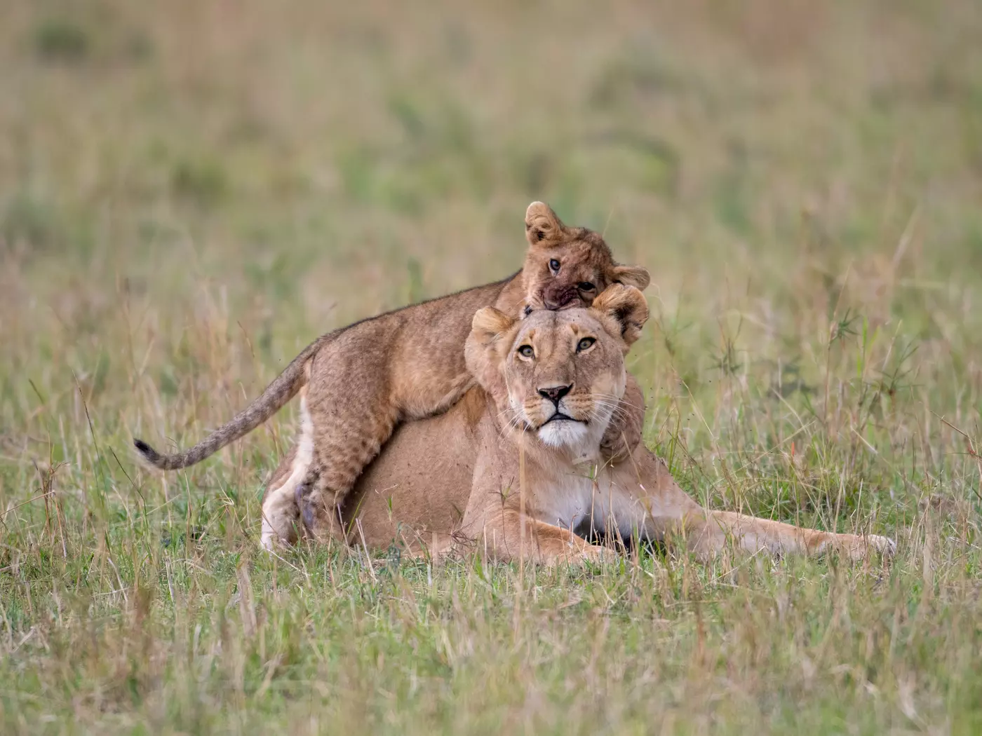 Lioness and cub