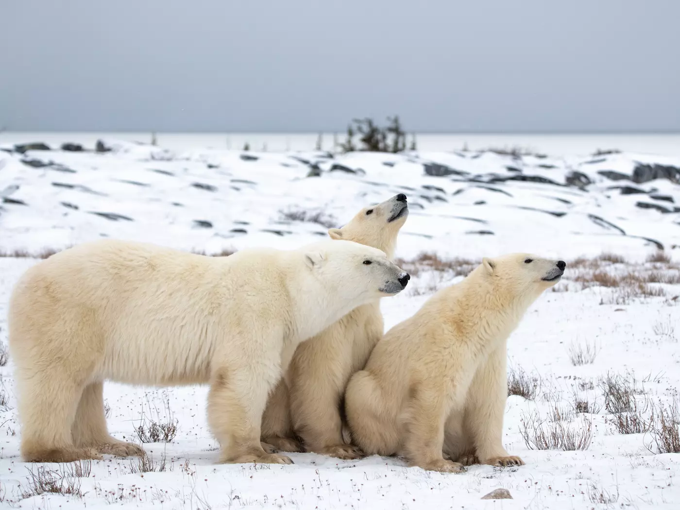 polar bear family