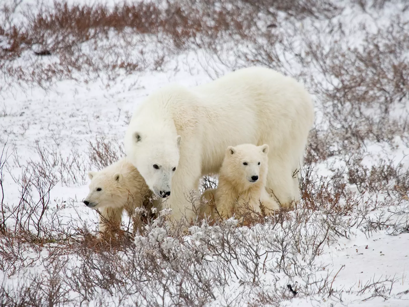 polar bear mom and cubs