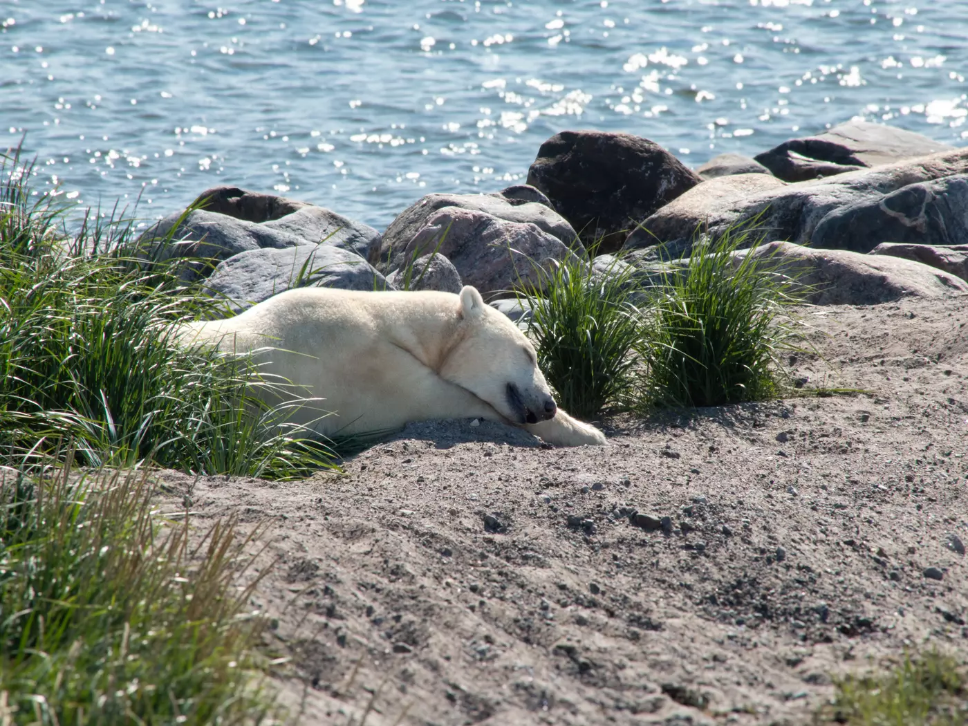 Polar bear Hudson Bay