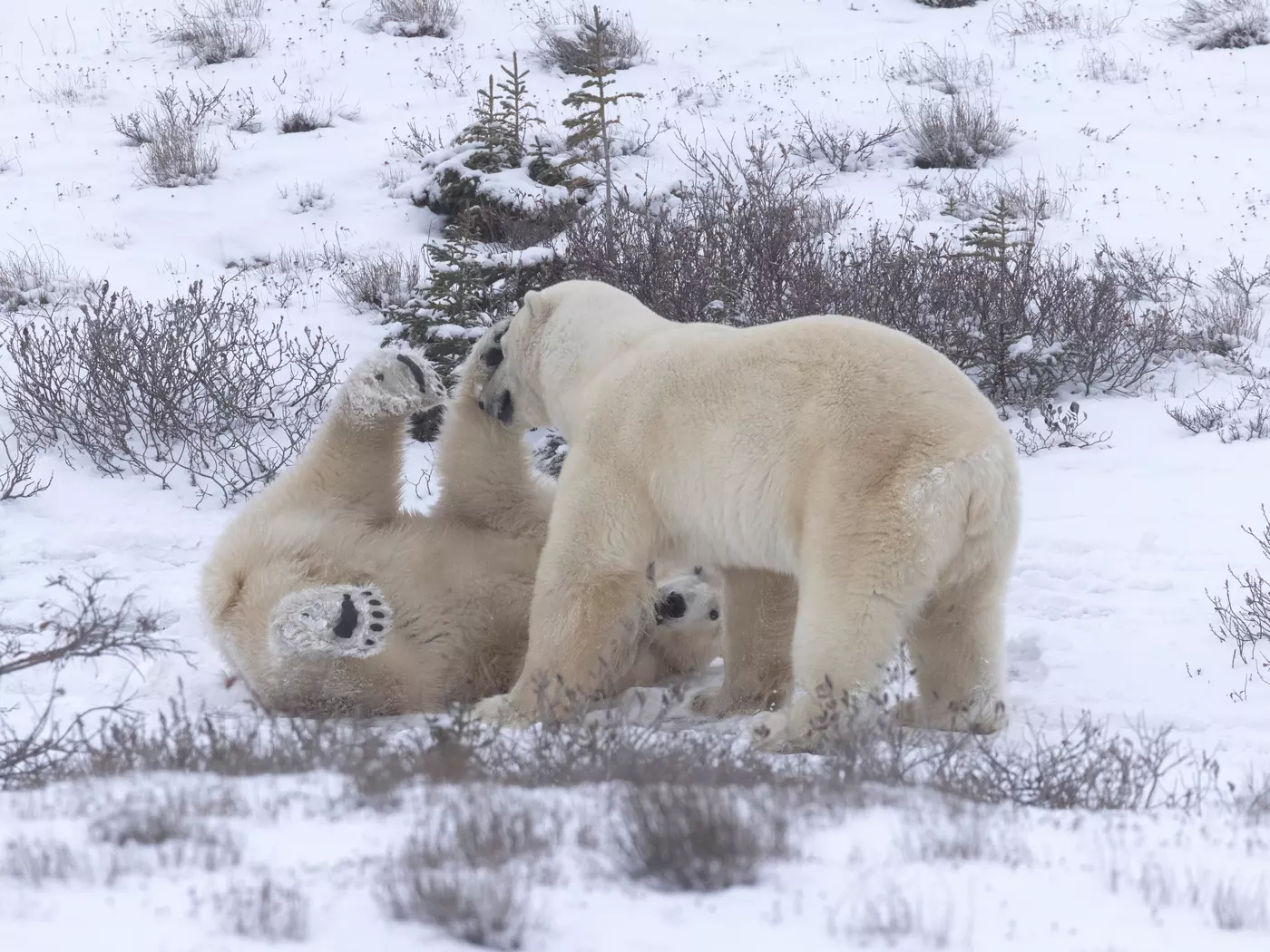 Newborn Polar Bear Cubs Are Emerging Soon! - Arctic Kingdom, image size:1400x1050