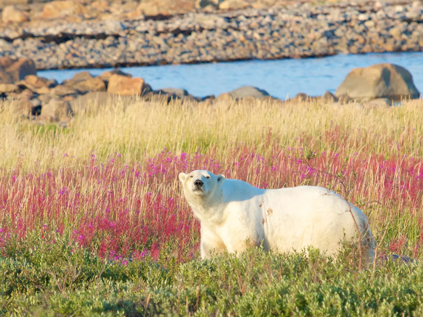 Polar bear, spring tundra