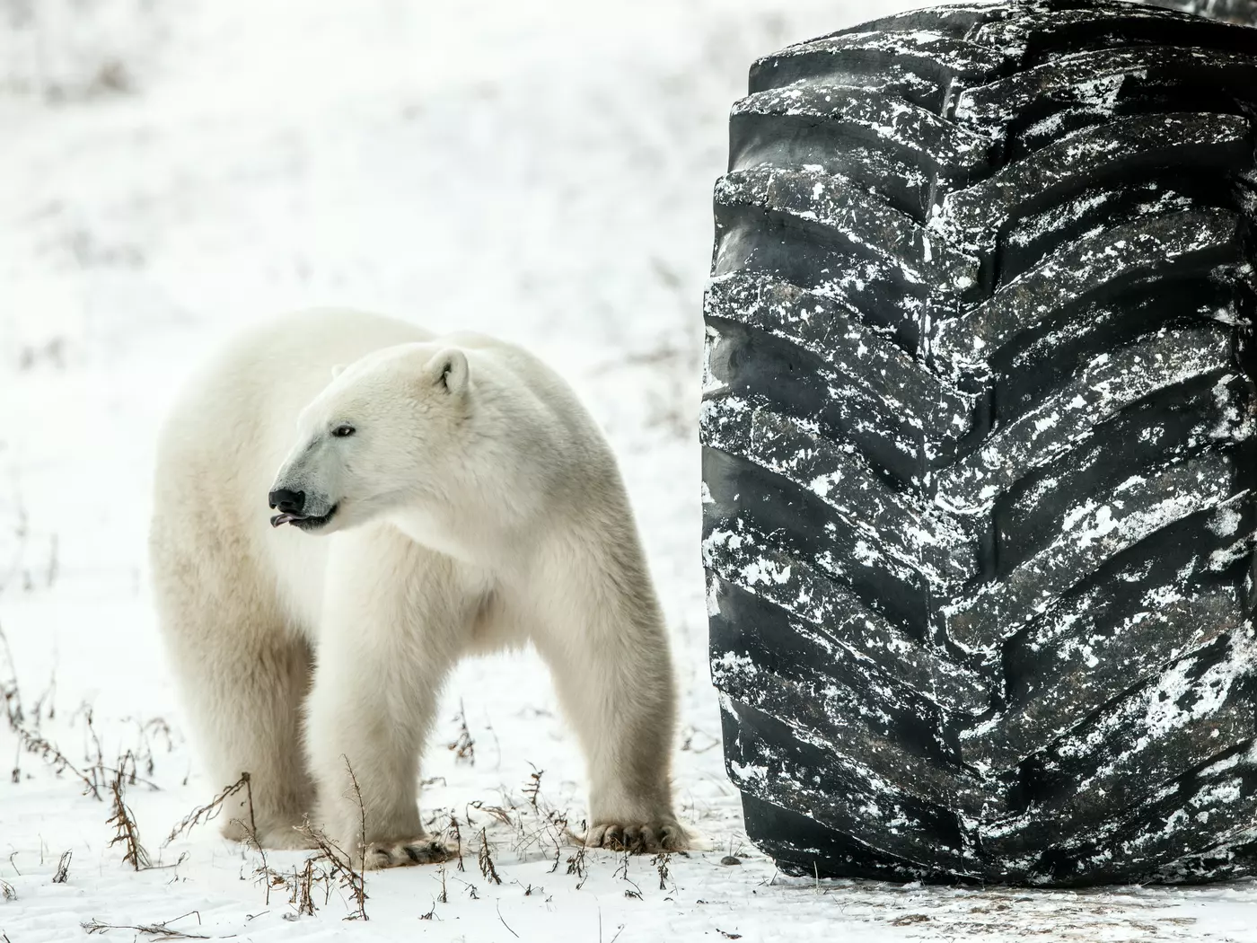 polar bear