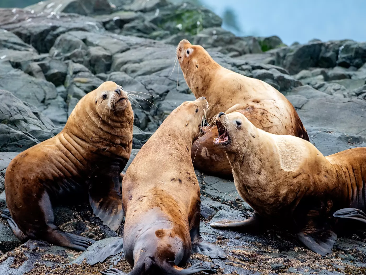 Sea lions