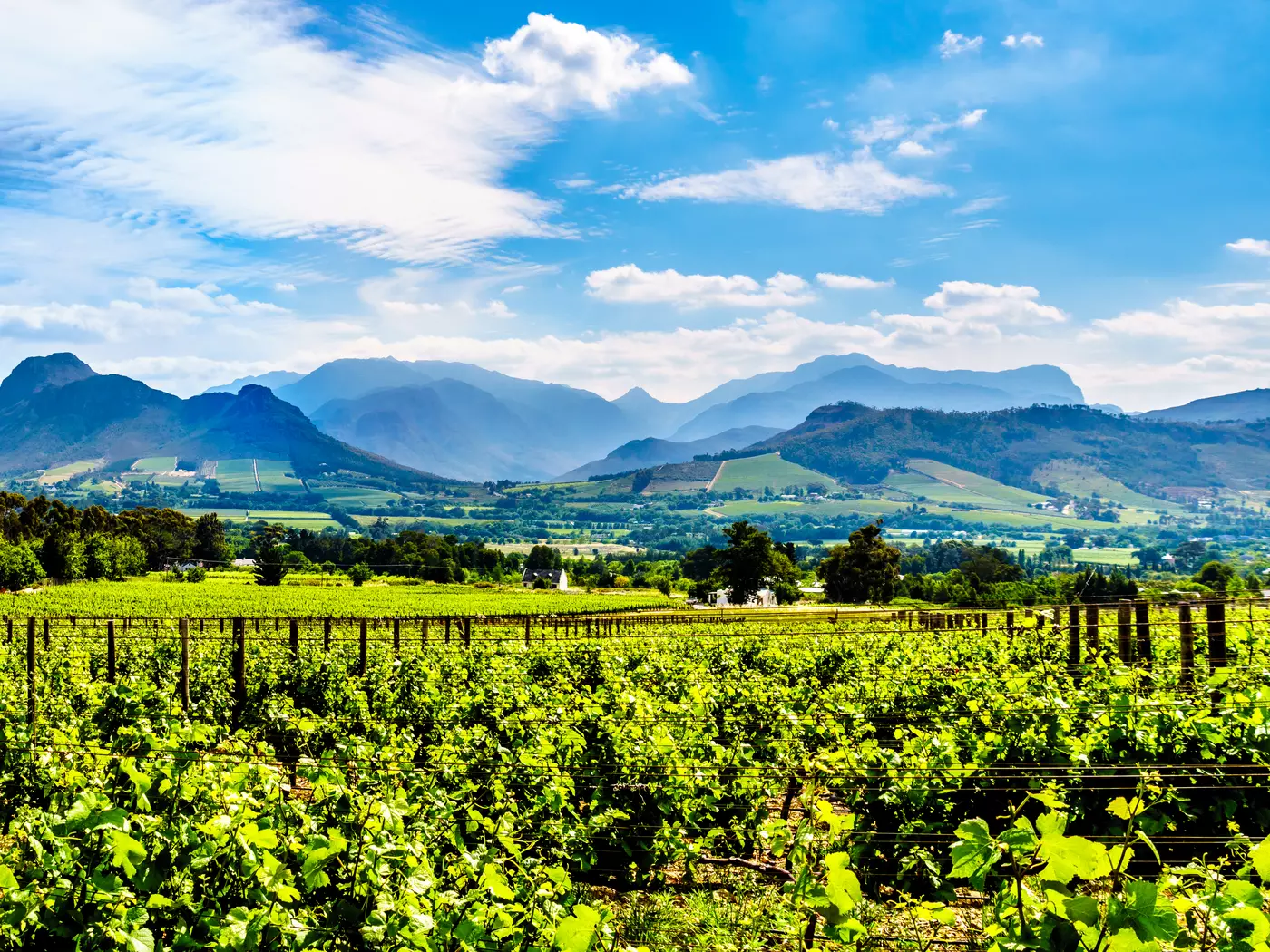 Visit the Vineyards of the Cape Winelands in the Franschhoek Valley