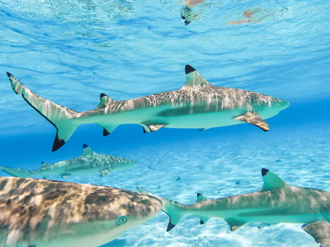 Snorkel Bora Bora Snorkel with Bora Bora's black tip sharks