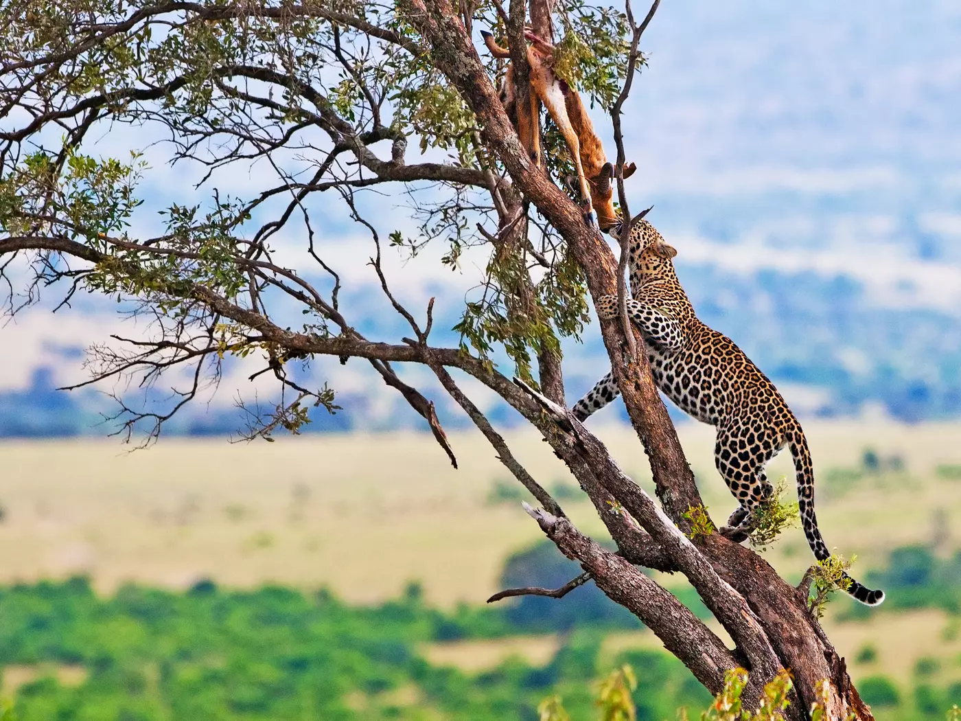 Masai Mara National Reserve