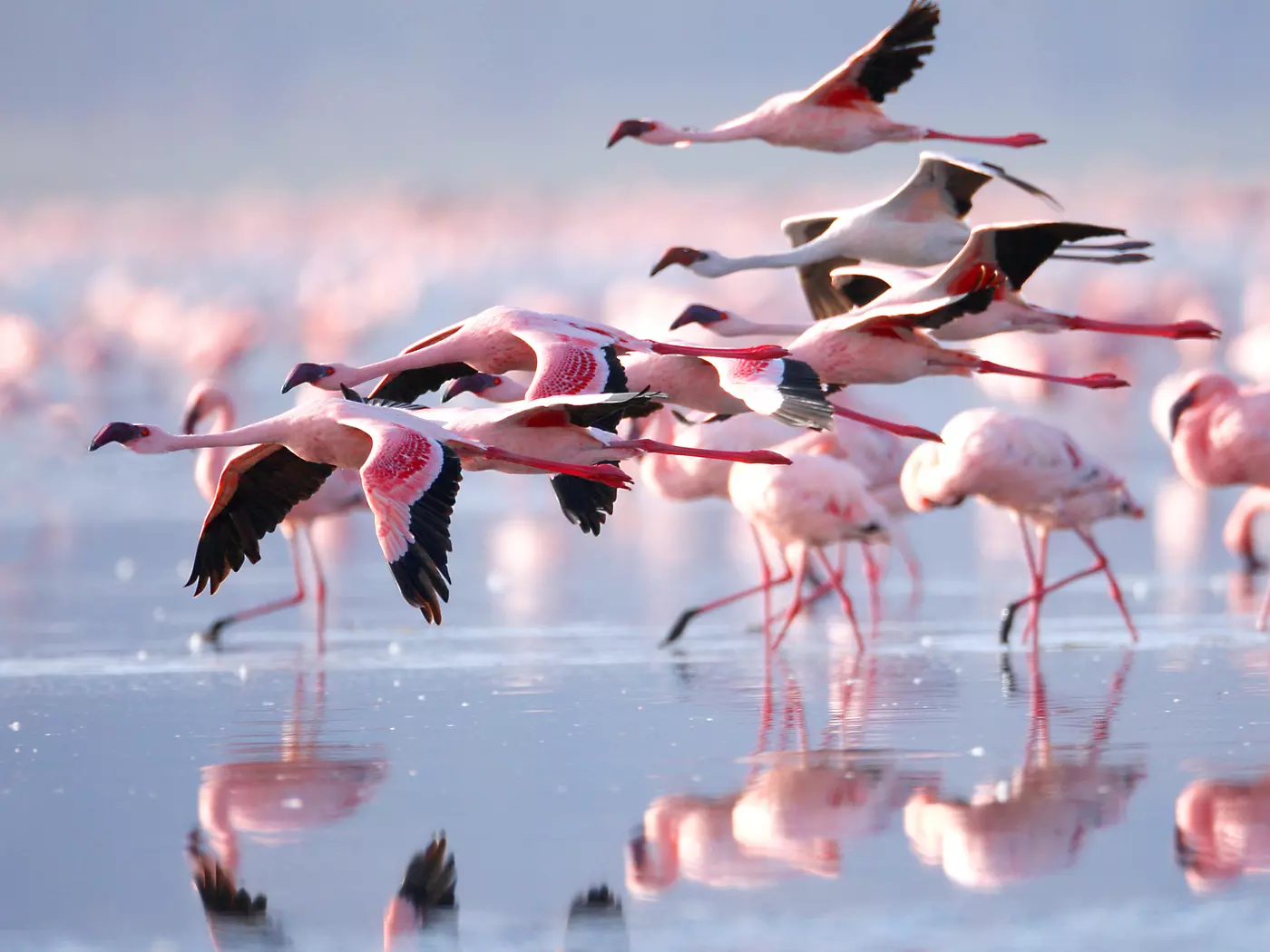Lake Nakuru, one of the Rift Valley soda lakes is famous for it's vast population of flamingos