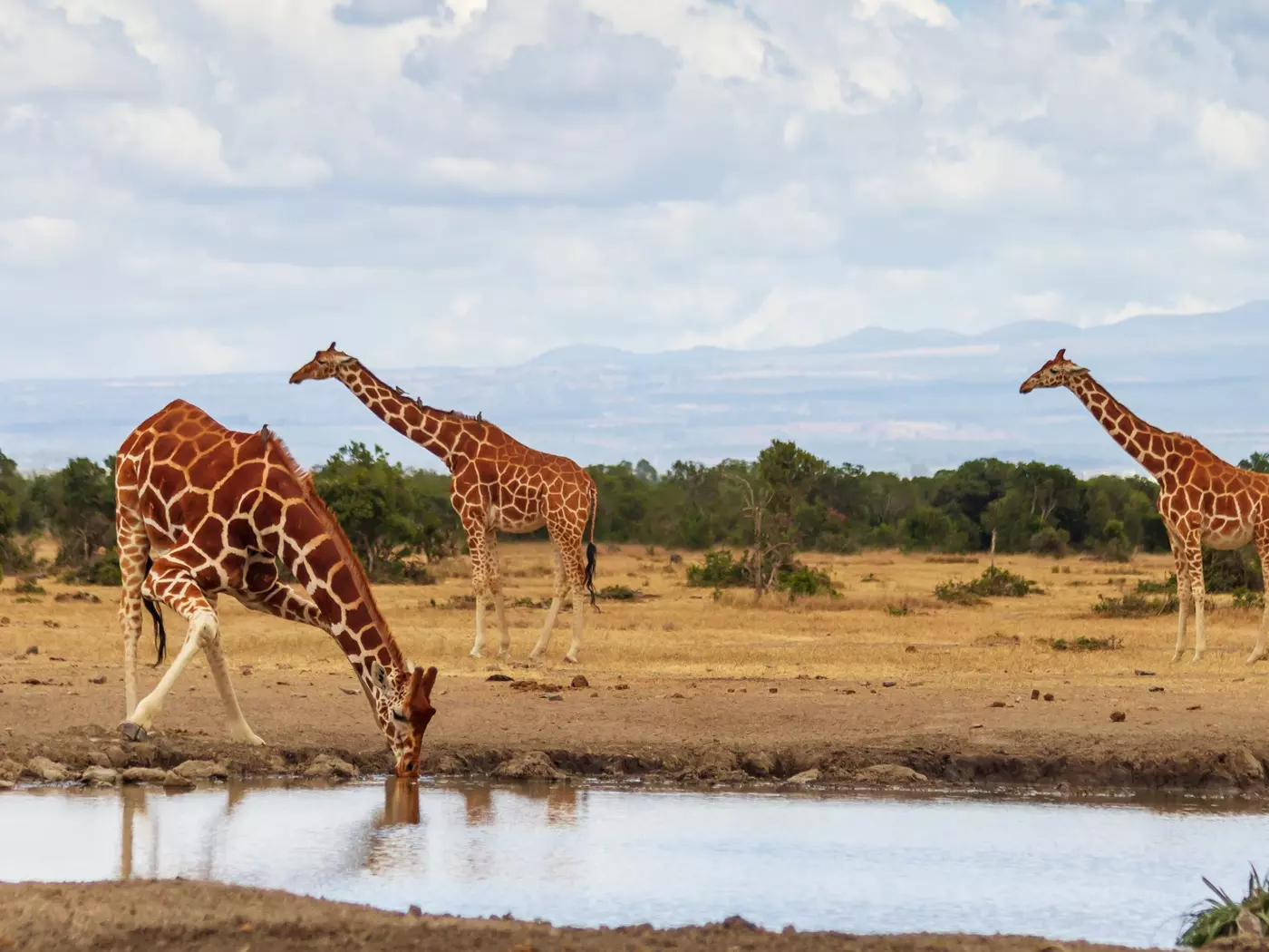 Ol Pejeta was founded in 2004 to preserve the natural habitat of Kenya’s Laikipia Plateau