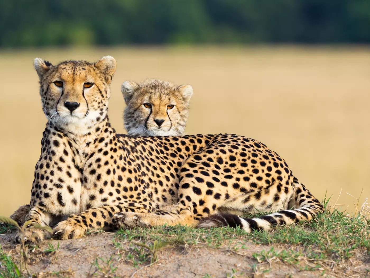 Beautiful and graceful, the Cheetah is capable of reaching speeds of 110 kilometres per hour