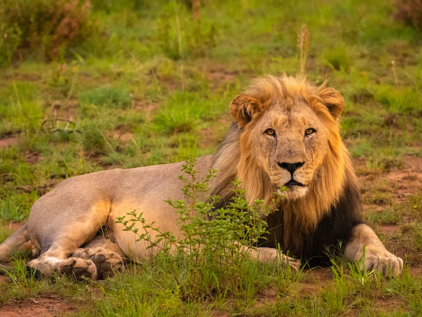Pilanesberg National Park is home to over 7 000 animals & 360 bird species