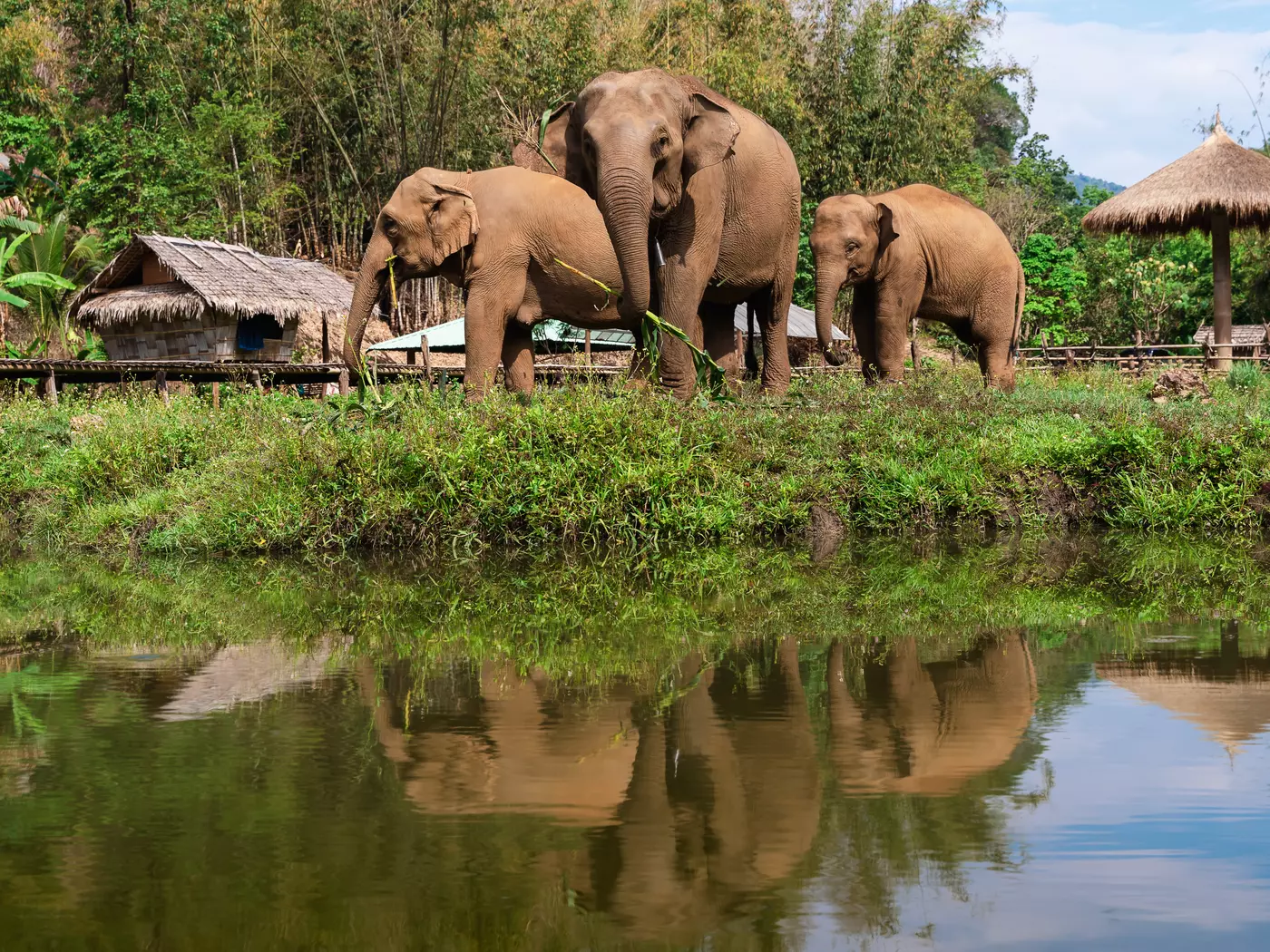 Walk amongst the elephants, feeding them, and experiencing the beauty of the gentle giants around you
