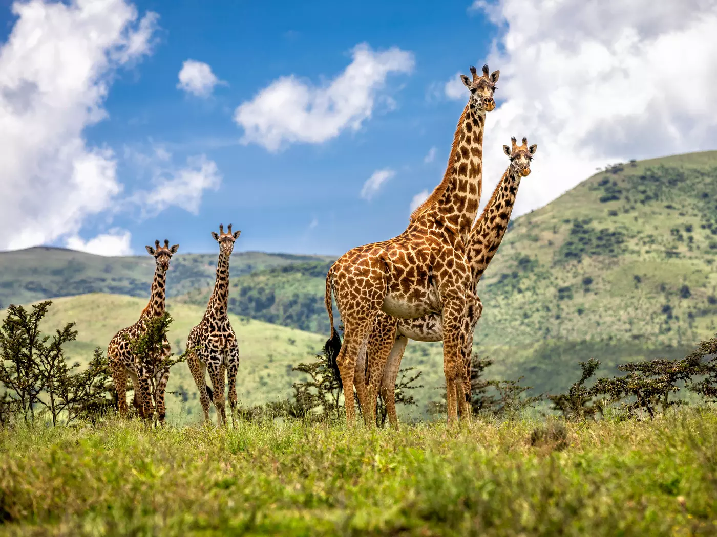 Ngorongoro Conservation Area is home to the densest populations of large mammals in Africa