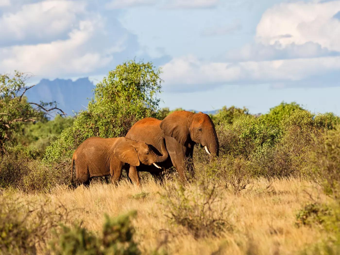 Samburu National Reserve is drier and rockier than Kenya's other national parks
