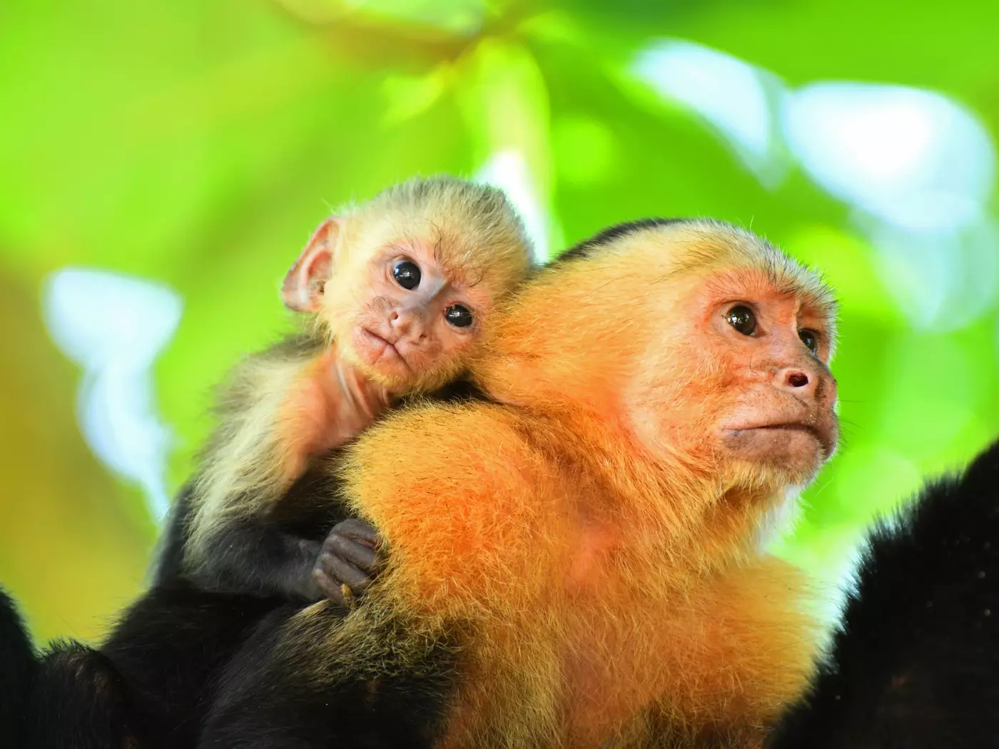 Costa Rica Wildlife
