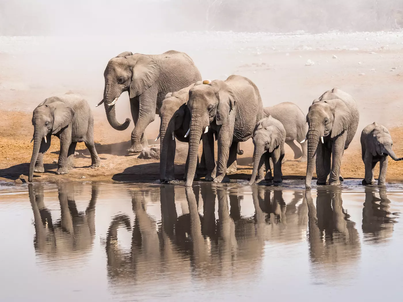 Family of African elephants drinking at a waterhole in Etosha national park.