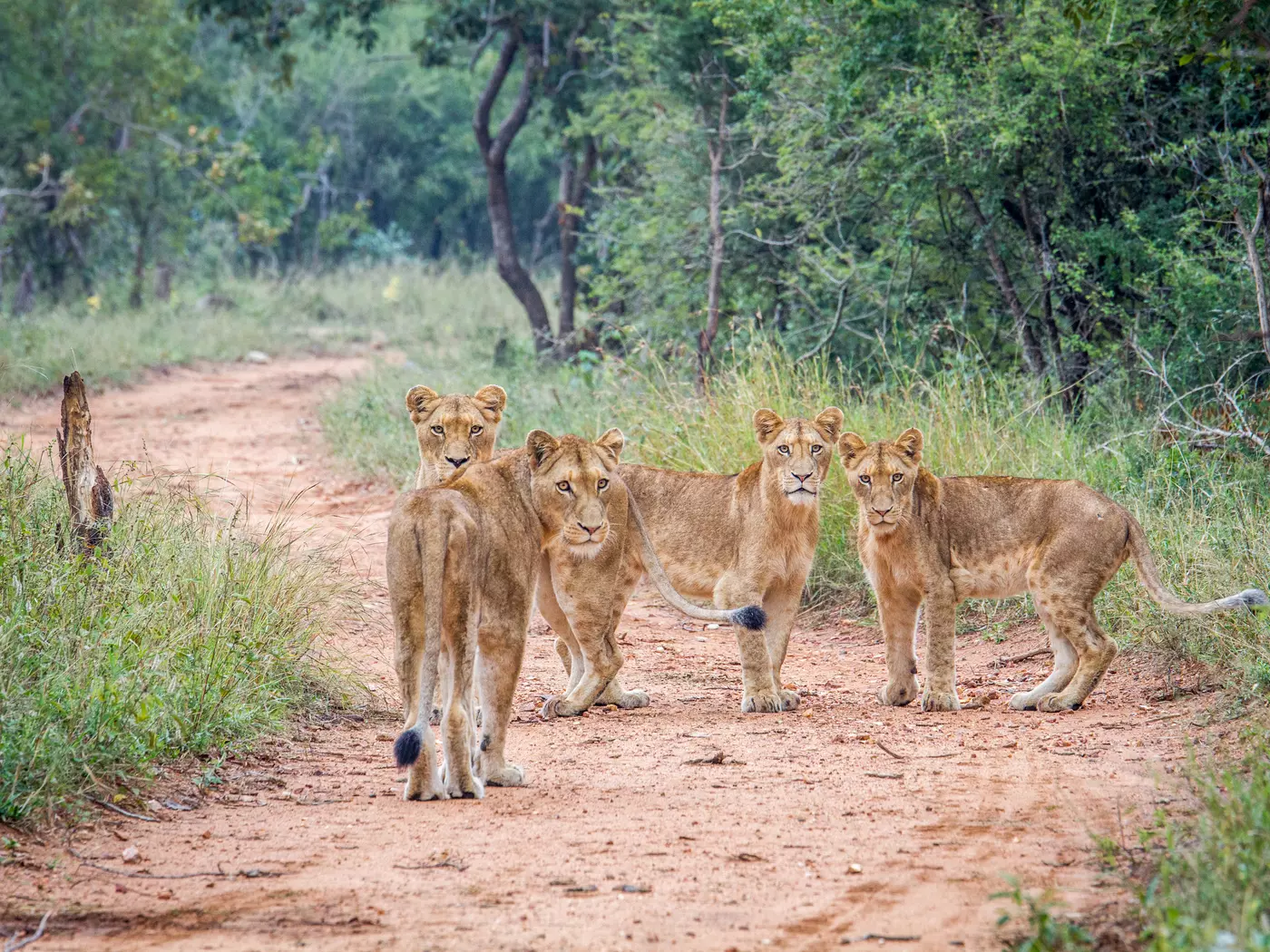 Spot The Big 5 in Kapama Private Game Reserve