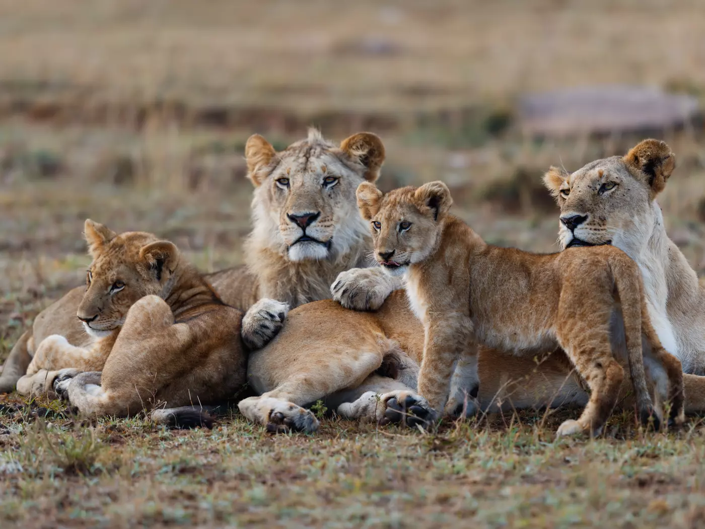 The Masai Mara is home to Africa's largest population of Lions