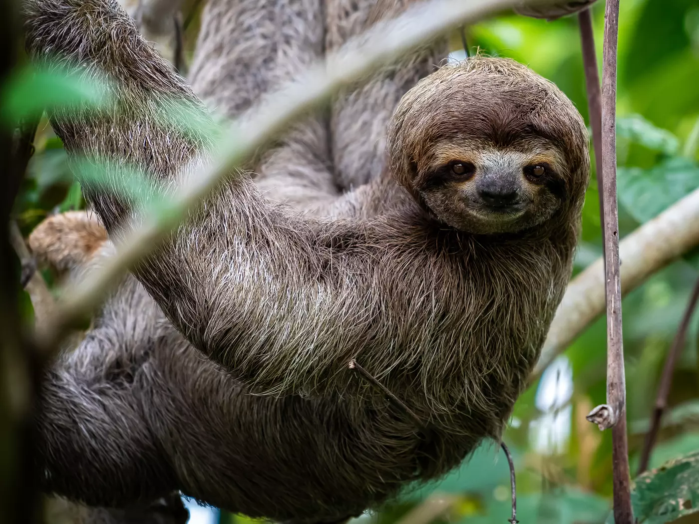 sloth in jungle