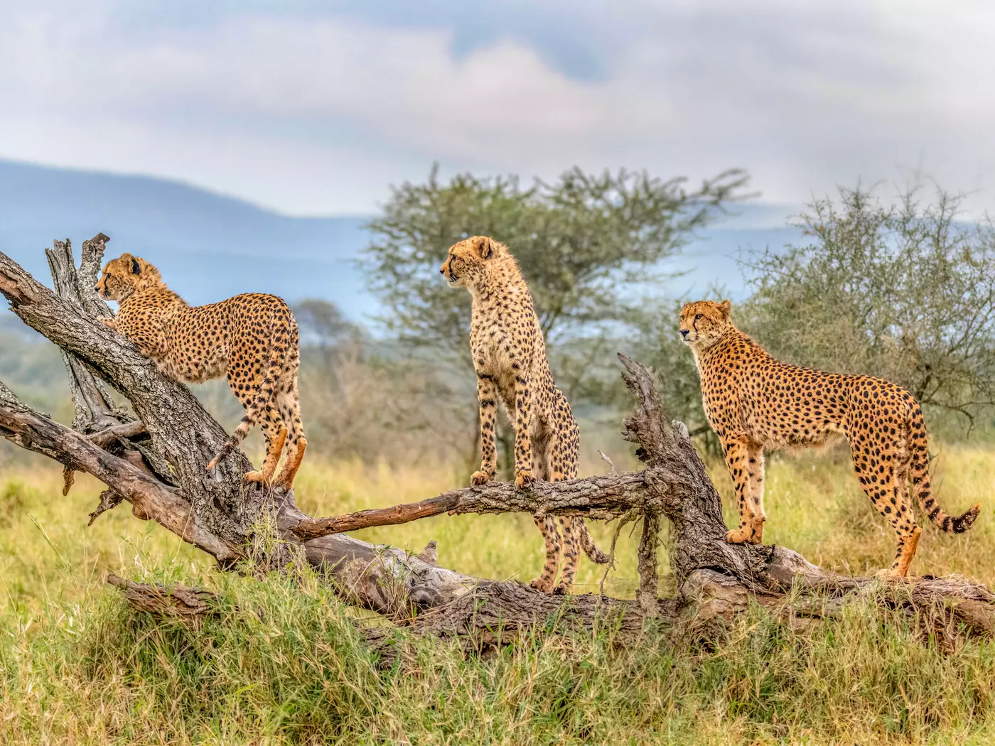 Kruger National Park
