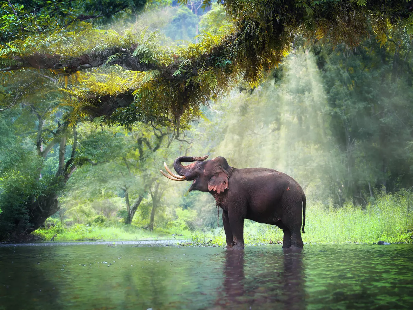 Wild elephant in the beautiful forest at Kanchanaburi province in Thailand