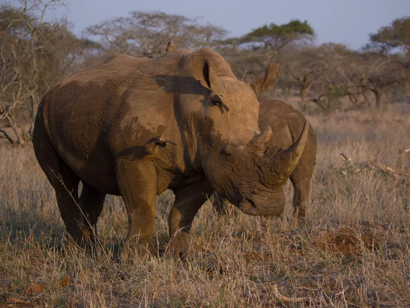 Manyoni Game Reserve