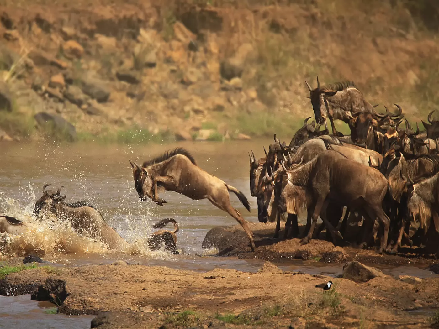Wildebeest migration