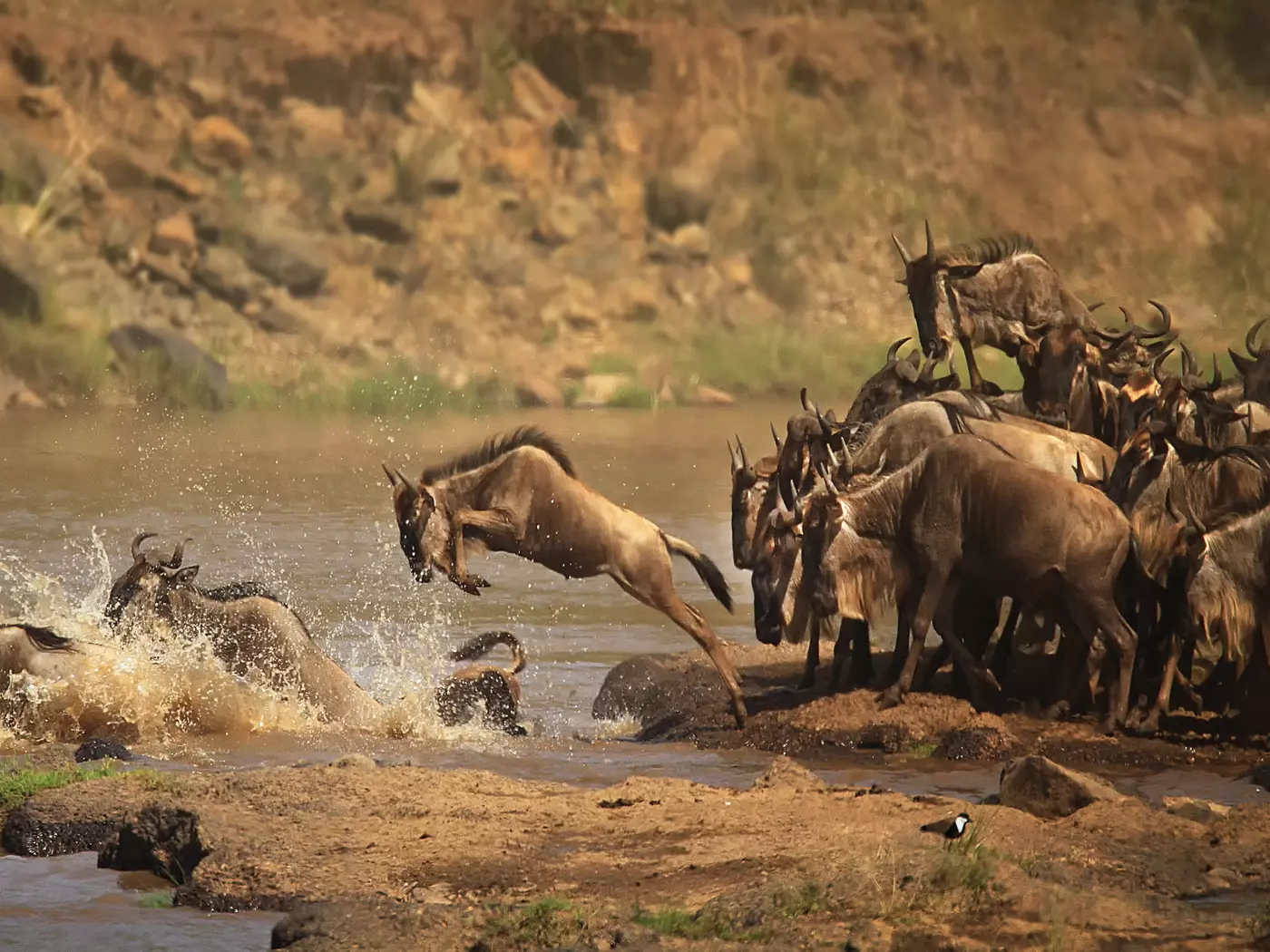 Wildebeest migration