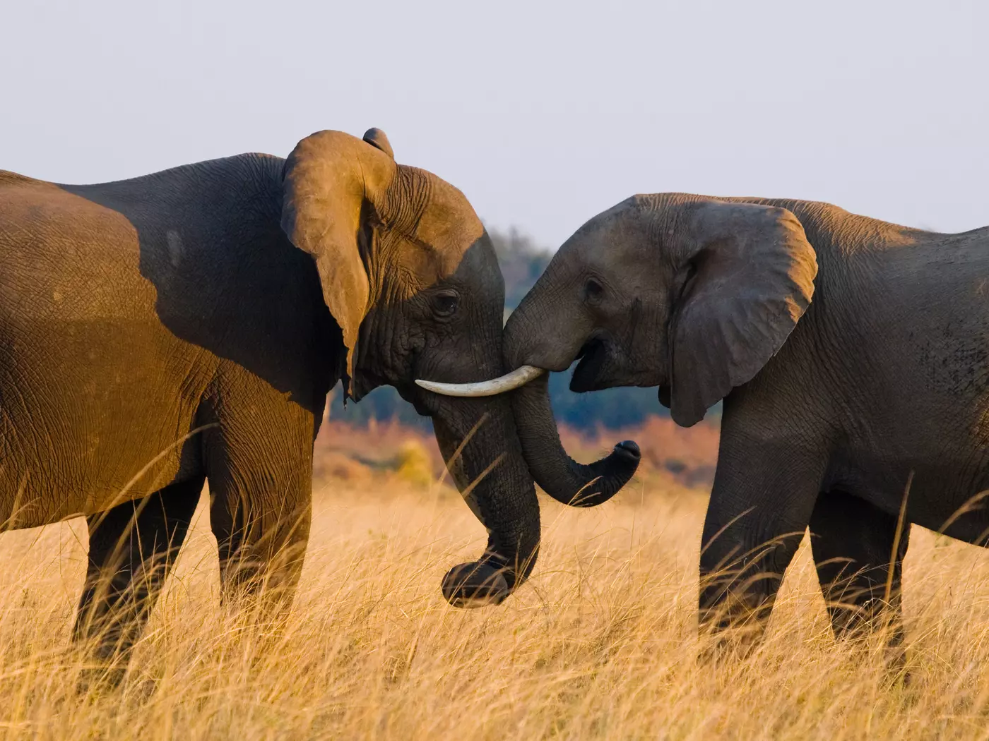 Zambia elephants