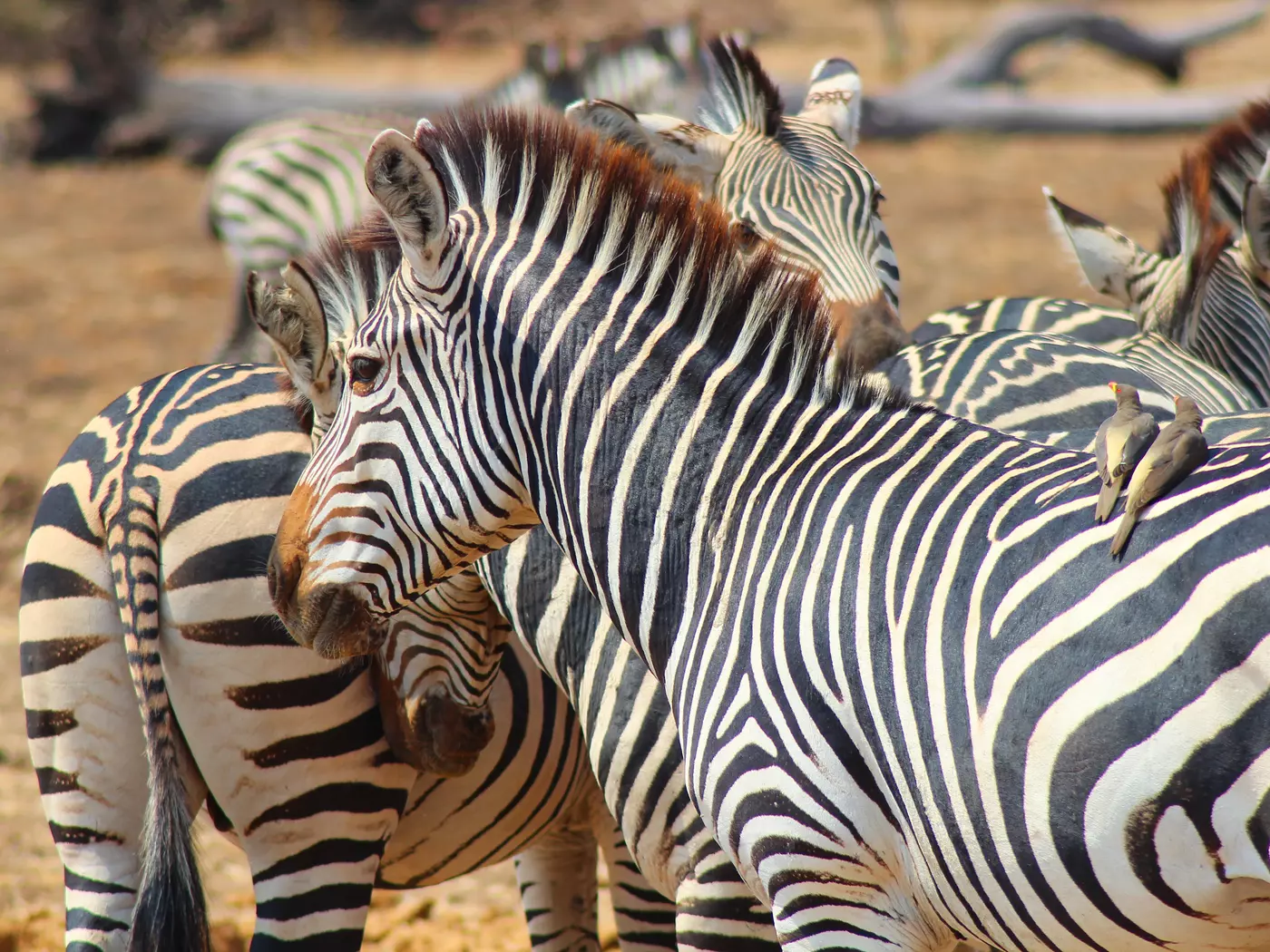 Zambia zebras