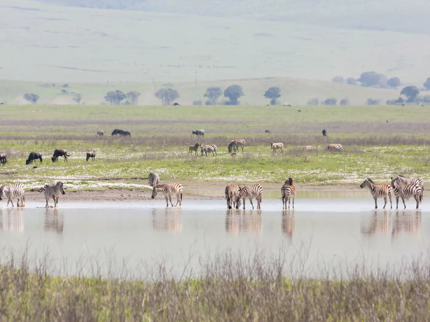 Zebras in the Great Rift Valley