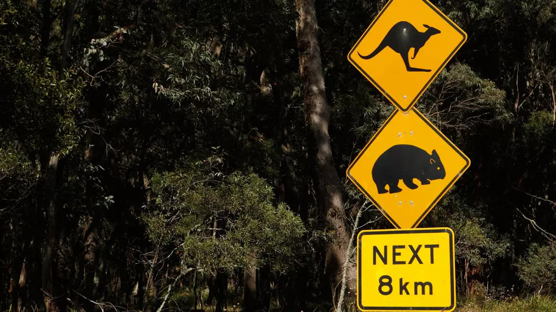 A Kangaroo and Wombat Warning Sign is seen in front of a heavily wooded area of bush