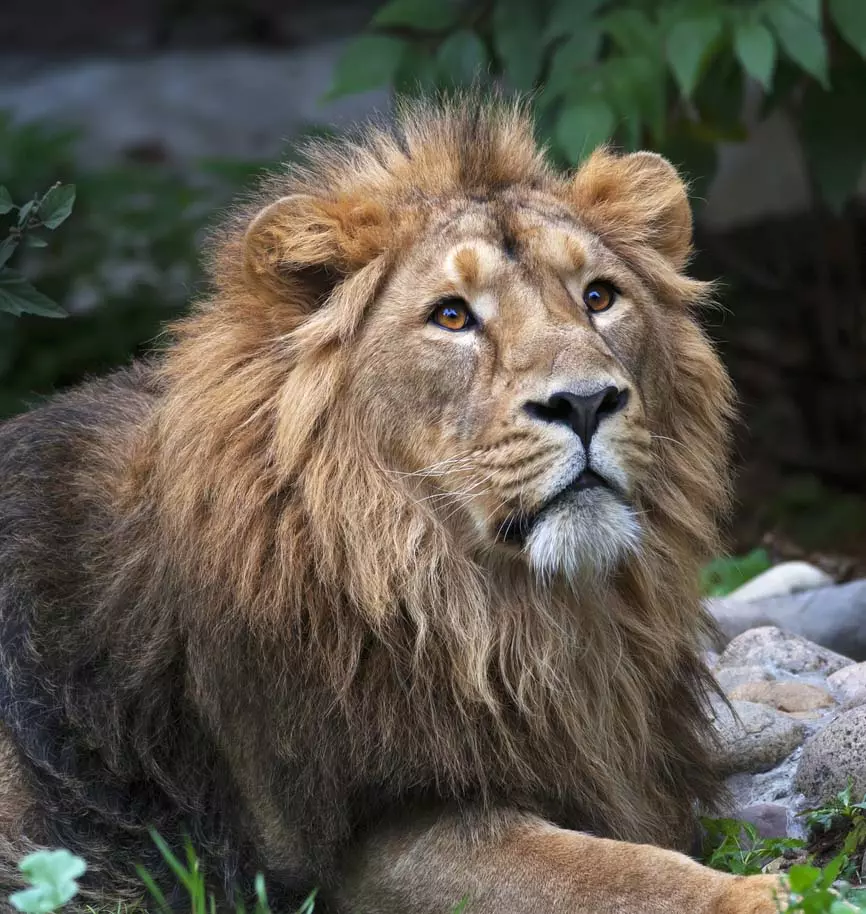 Asiatic Lion