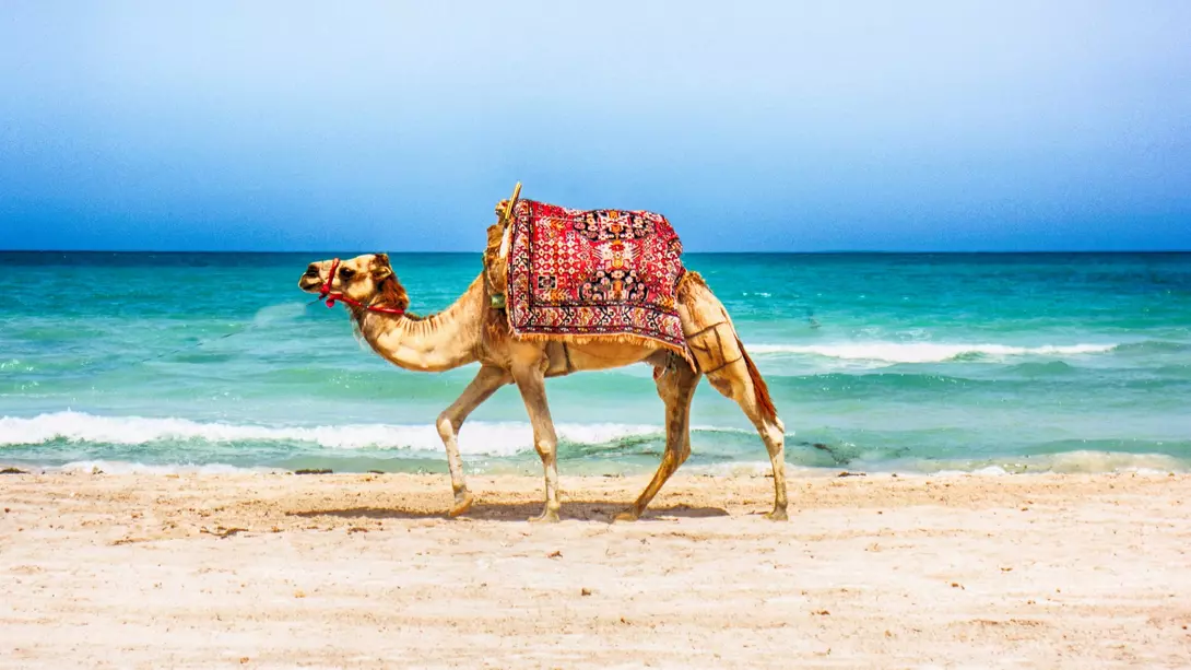 Camel walking on a Tunisian beach, Tunisia vacations
