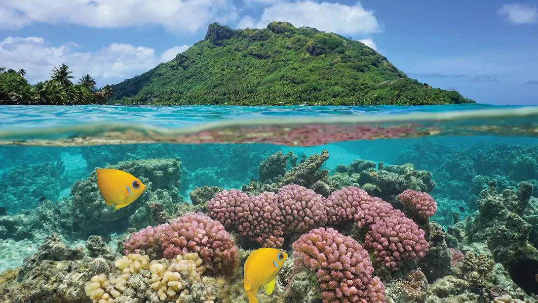 Huahine, French Polynesia View of fish in the underwater world of Huahine in French Polynesia