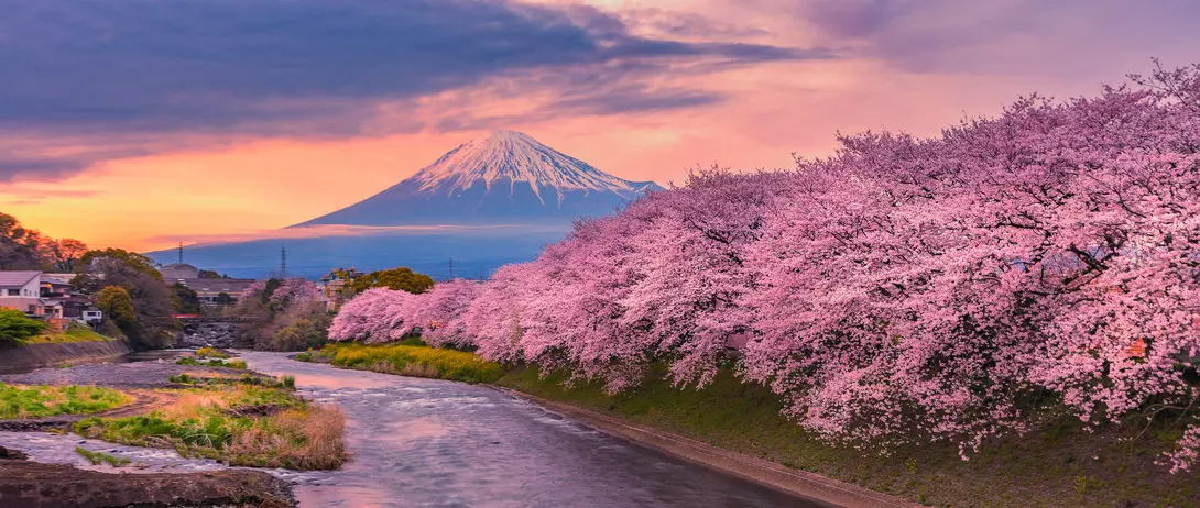 Mount Fuji, Japan Mountain fuji in cherry blossom season during sunset