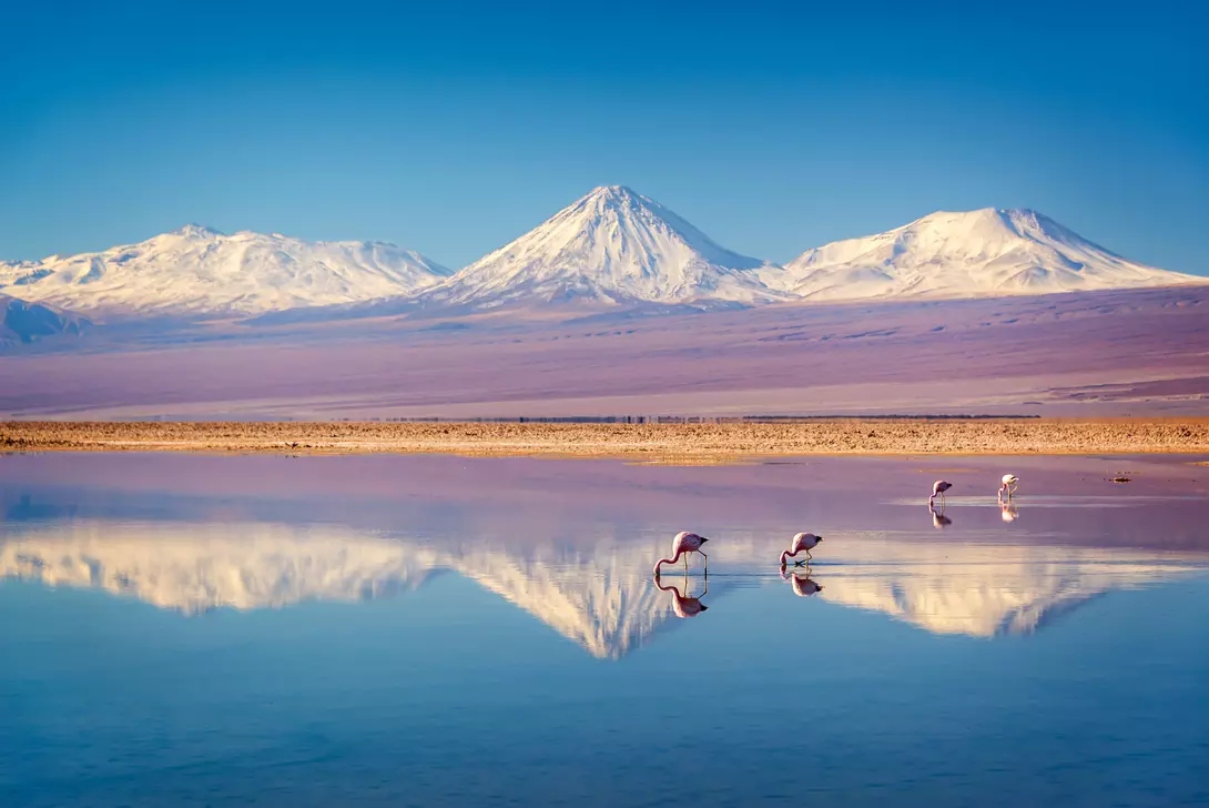 Birds drinking in a lake in the Atacama Desert.