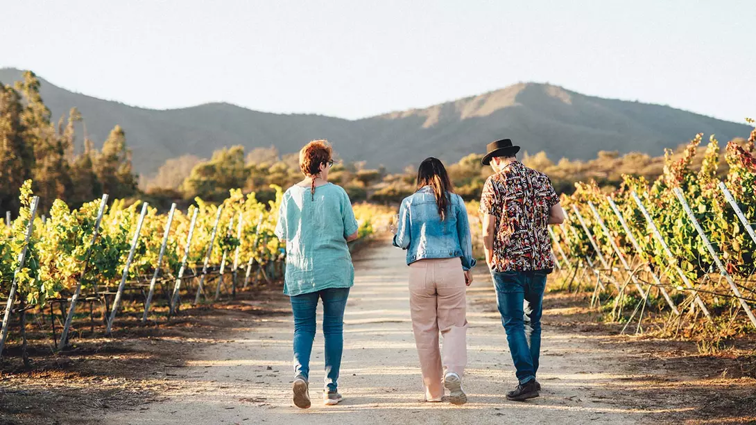 Two tourists and a guide walking through a vineyard in Chile's Central Valleys