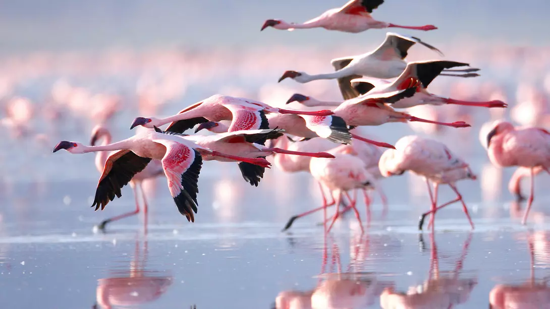 A flock of flamingos flies over Lake Nakuru in Kenya